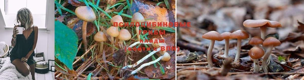 дурь Белокуриха
